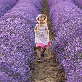 lavender-field-and-child