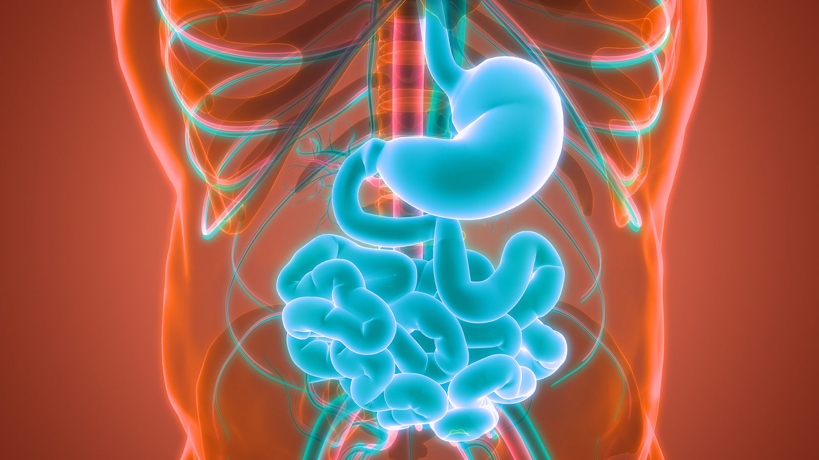 3d Illustration Concept Of Human Digestive System Stomach With S